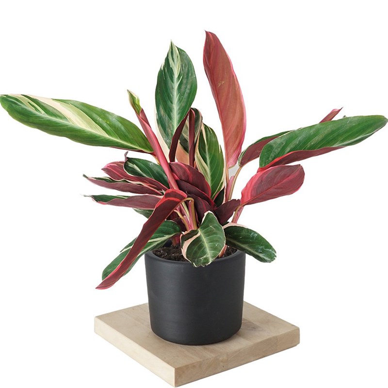 Calathea Triostar (Dua Çiçeği)