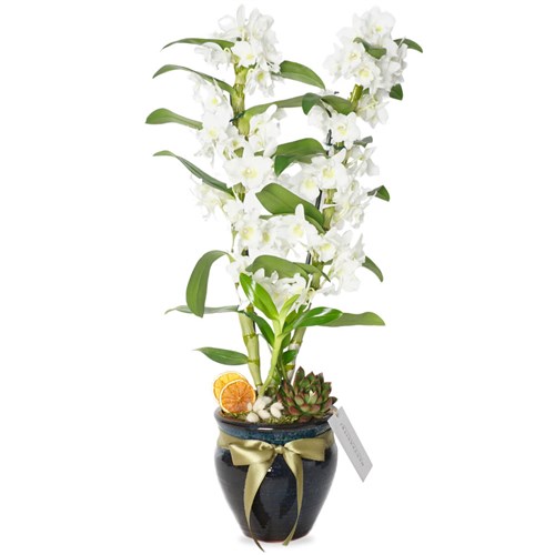 Beyaz Dendrobium Aranjmanı - Premium Vazoda
