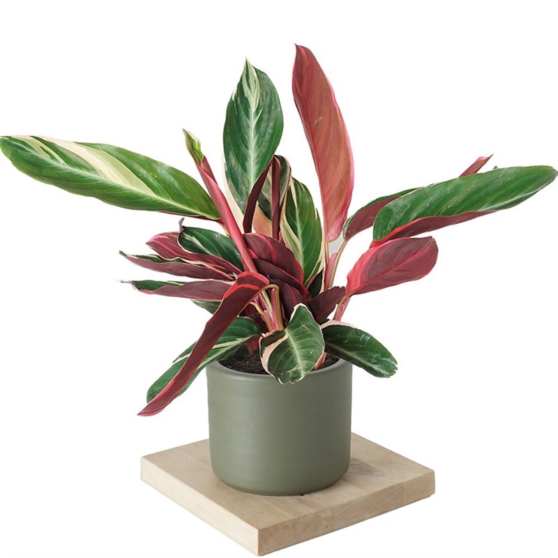 Calathea Triostar (Dua Çiçeği)