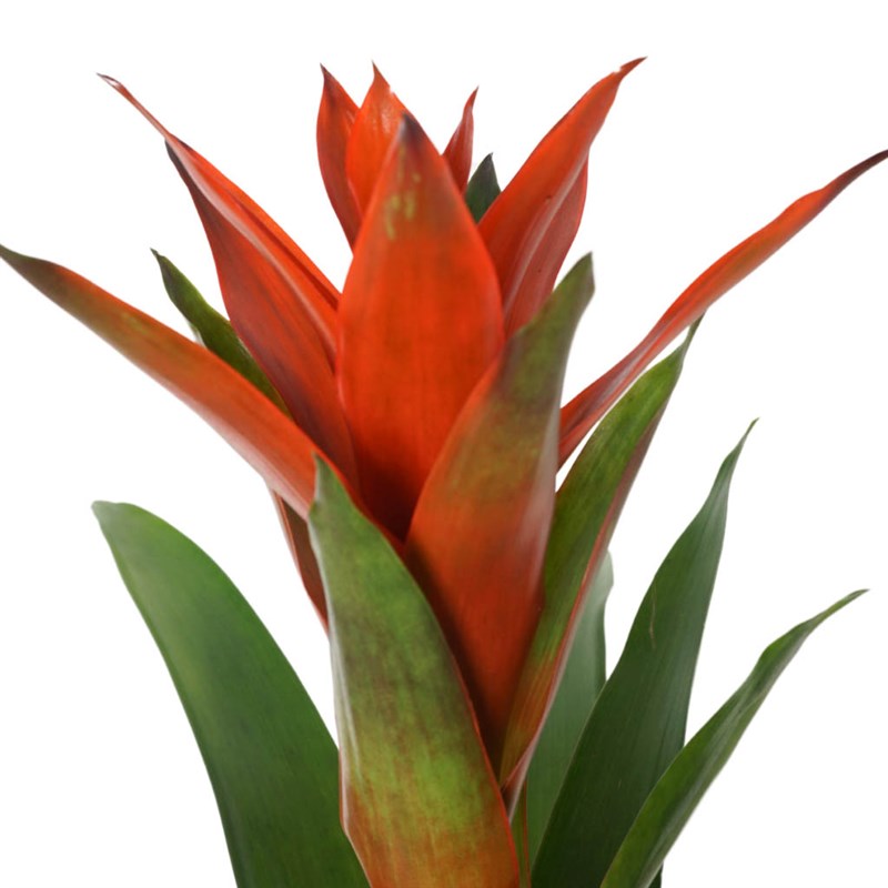 Premium Red Guzmania Arrangement in a Vase