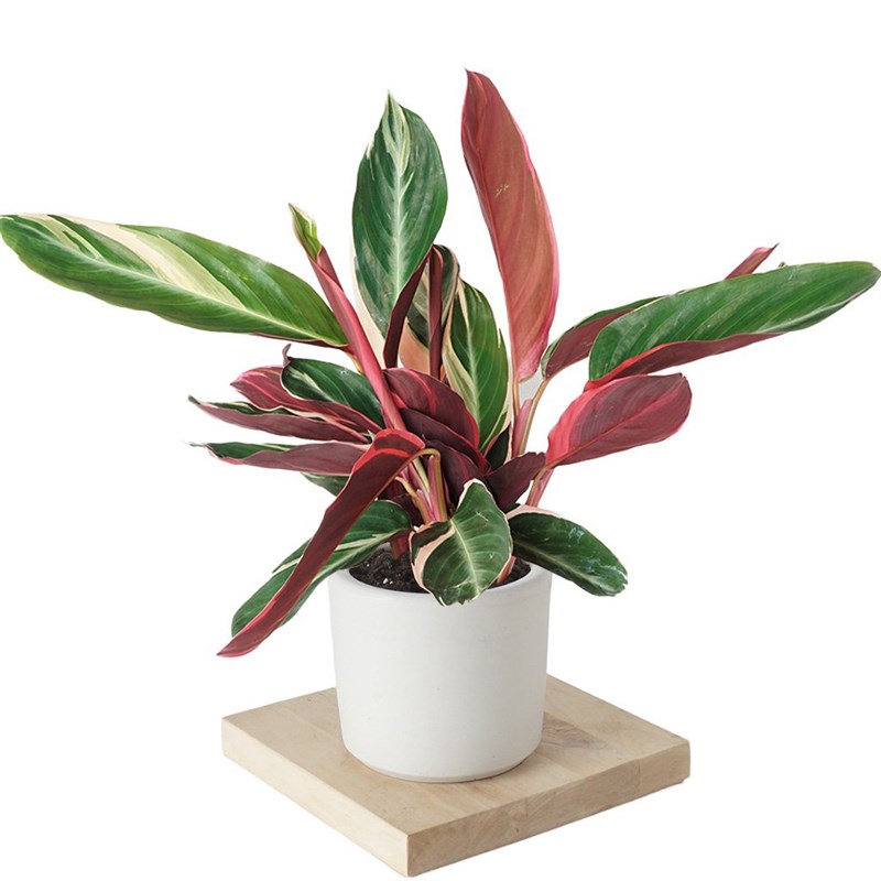 Calathea Triostar (Dua Çiçeği)