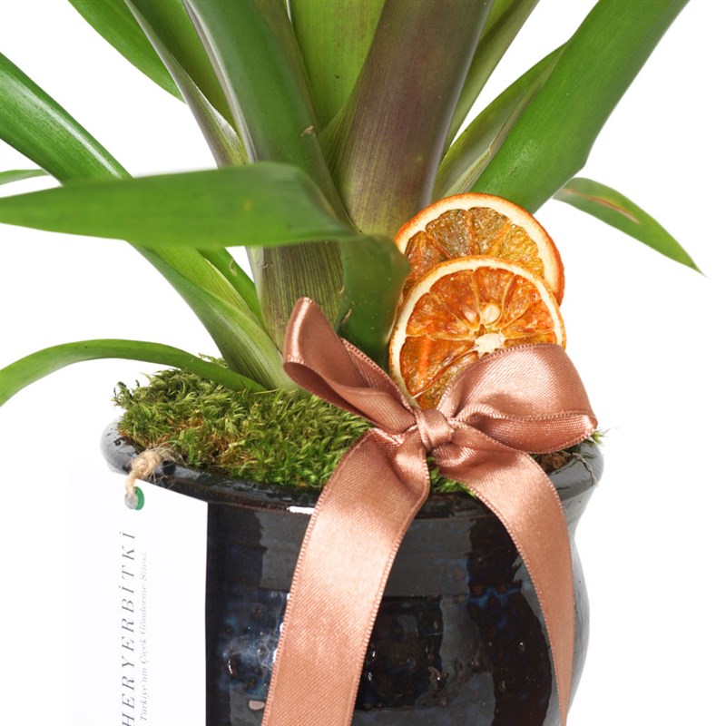 Premium Red Guzmania Arrangement in a Vase
