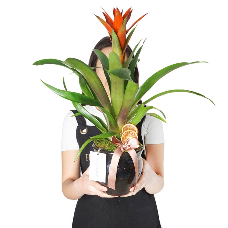 Premium Red Guzmania Arrangement in a Vase