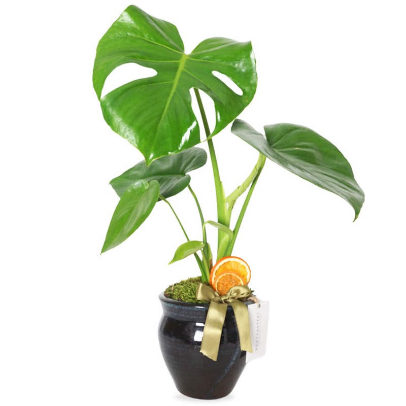 Premium Monstera Foot Arrangement in a Vase