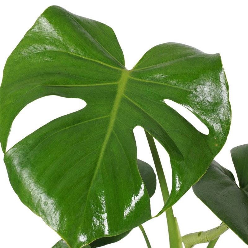 Premium Monstera Foot Arrangement in a Vase