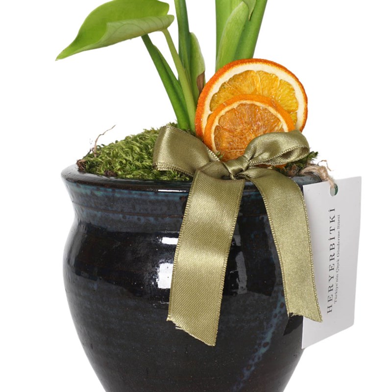 Premium Monstera Foot Arrangement in a Vase