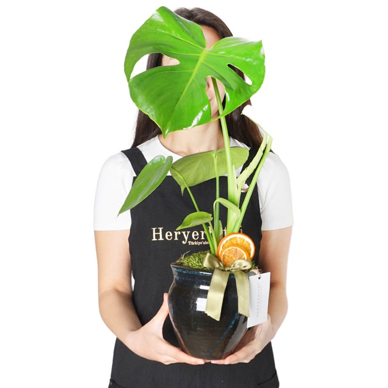 Premium Monstera Foot Arrangement in a Vase