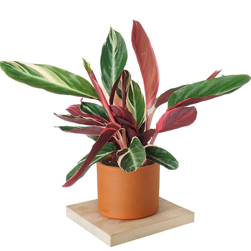 Calathea Triostar (Dua Çiçeği)