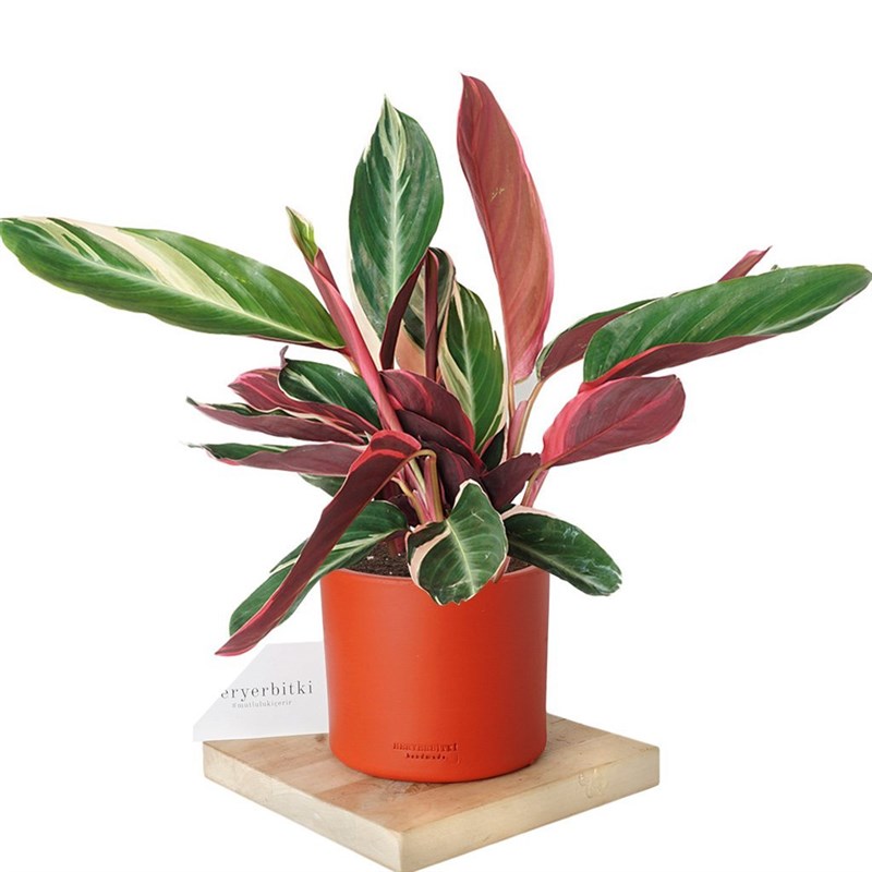 Calathea Triostar (Dua Çiçeği)