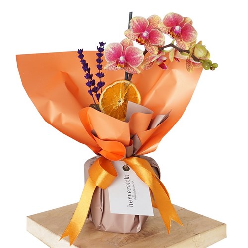 Phalaenopsis Coral Orchids Gift (Coral Ateş Orkide)