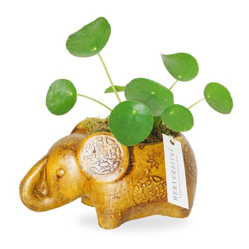 Para Çiçeği ve Şans Fili Aranjmanı (Good Luck Pilea)
