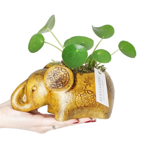 Para Çiçeği ve Şans Fili Aranjmanı (Good Luck Pilea)