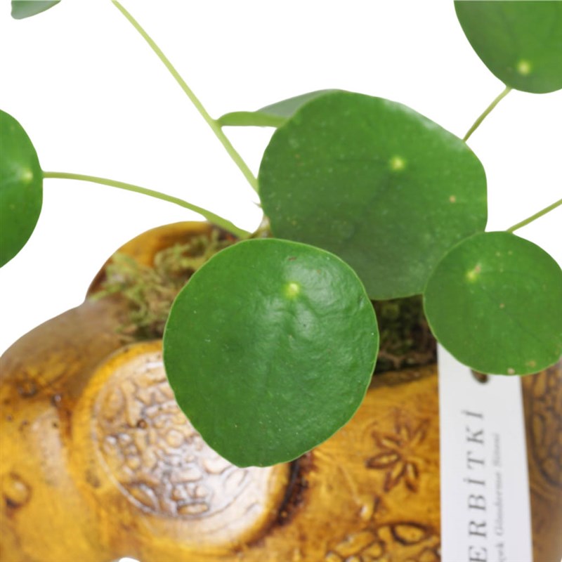 Para Çiçeği ve Şans Fili Aranjmanı (Good Luck Pilea)