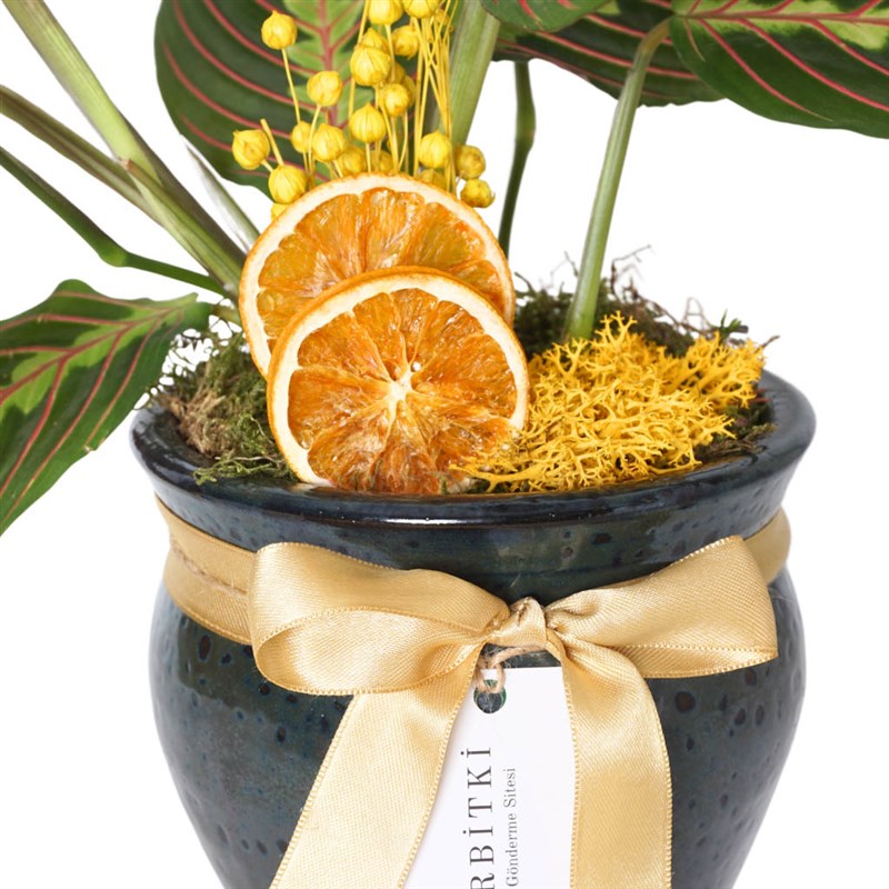 Premium Vazoda Maranta Dua Çiçeği Gift
