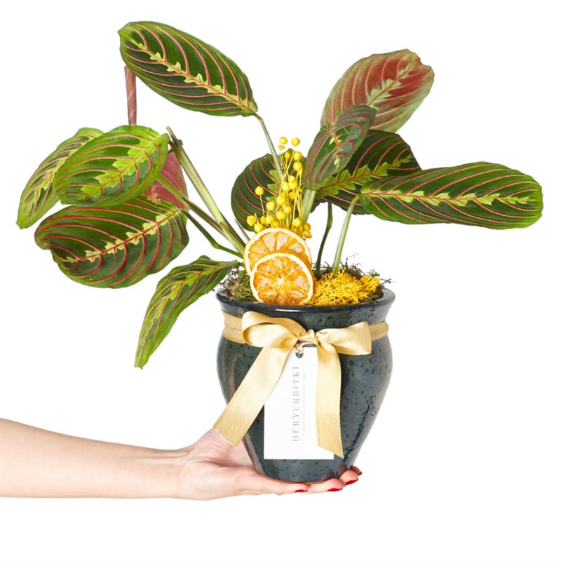 Premium Vazoda Maranta Dua Çiçeği Gift