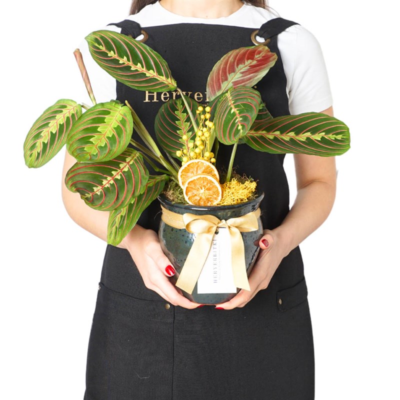 Premium Vazoda Maranta Dua Çiçeği Gift