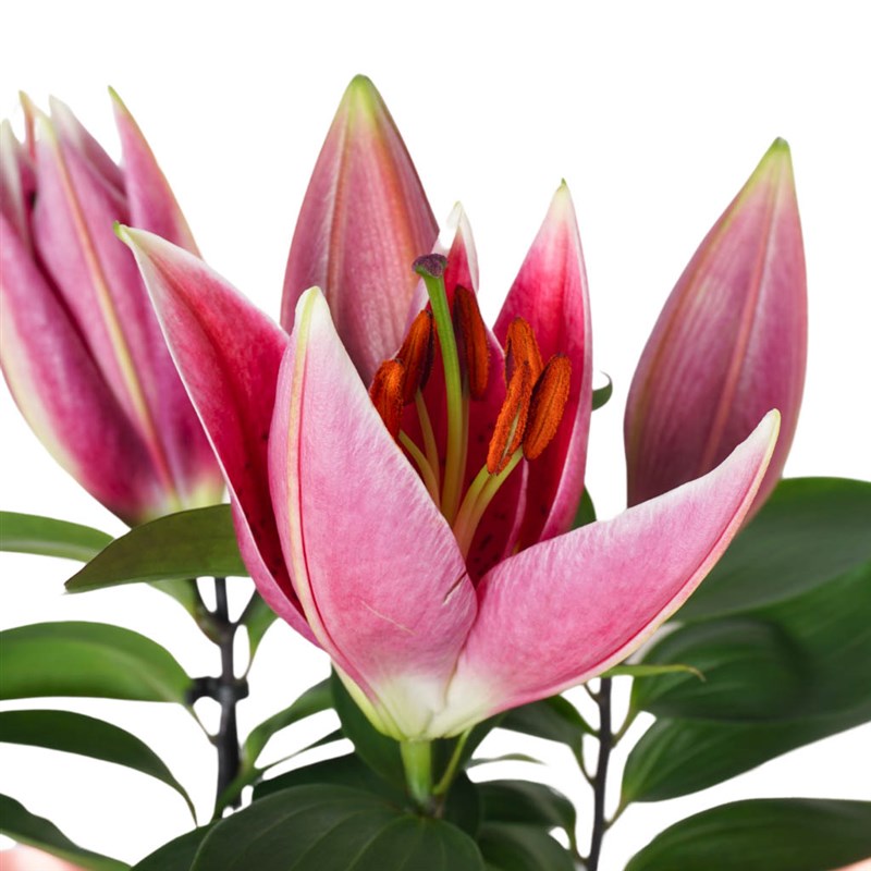 Gift of Scented Lilies