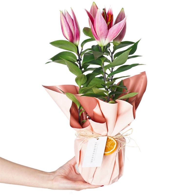 Gift of Scented Lilies