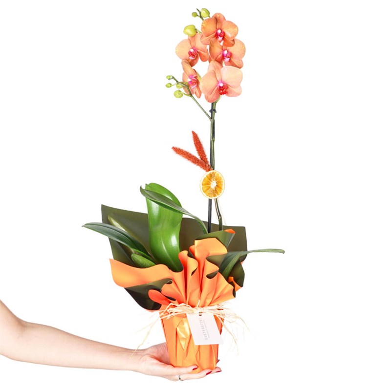 Ateş Orkide Aranjmanı - 2 Dallı (Marmalade Coral)