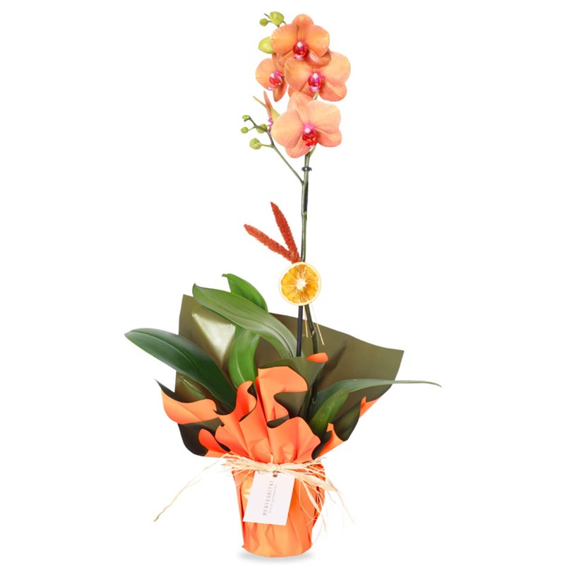 Ateş Orkide Aranjmanı - 2 Dallı (Marmalade Coral)
