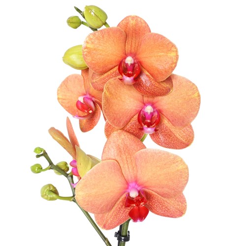 Ateş Orkide Aranjmanı - 2 Dallı (Marmalade Coral)