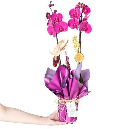 Mor Orkide Aranjmanı (Gorgeous Purple)