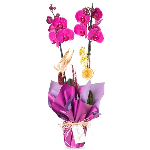 Mor Orkide Aranjmanı (Gorgeous Purple)