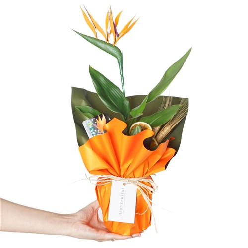 Strelitzia Paradise Gift (Hediye Starliçe)
