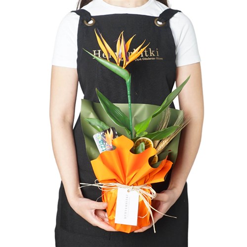 Strelitzia Paradise Gift (Hediye Starliçe)