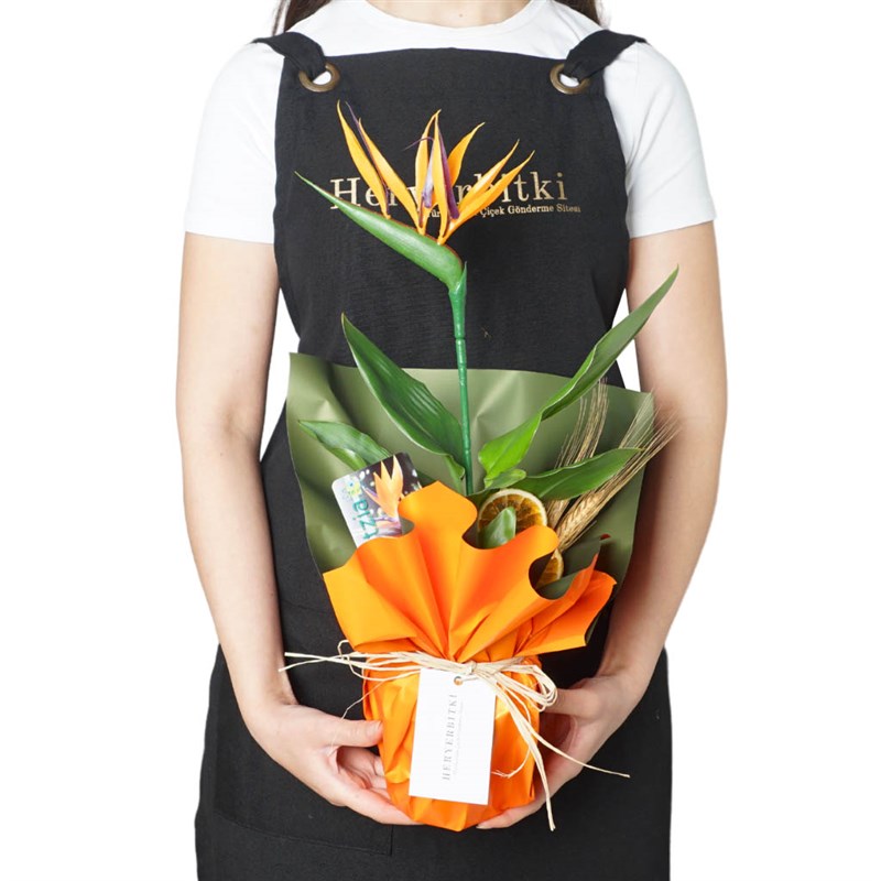 Strelitzia Paradise Gift (Hediye Starliçe)