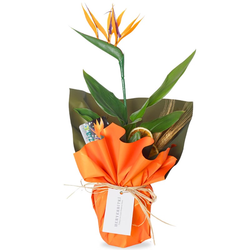 Strelitzia Paradise Gift (Hediye Starliçe)