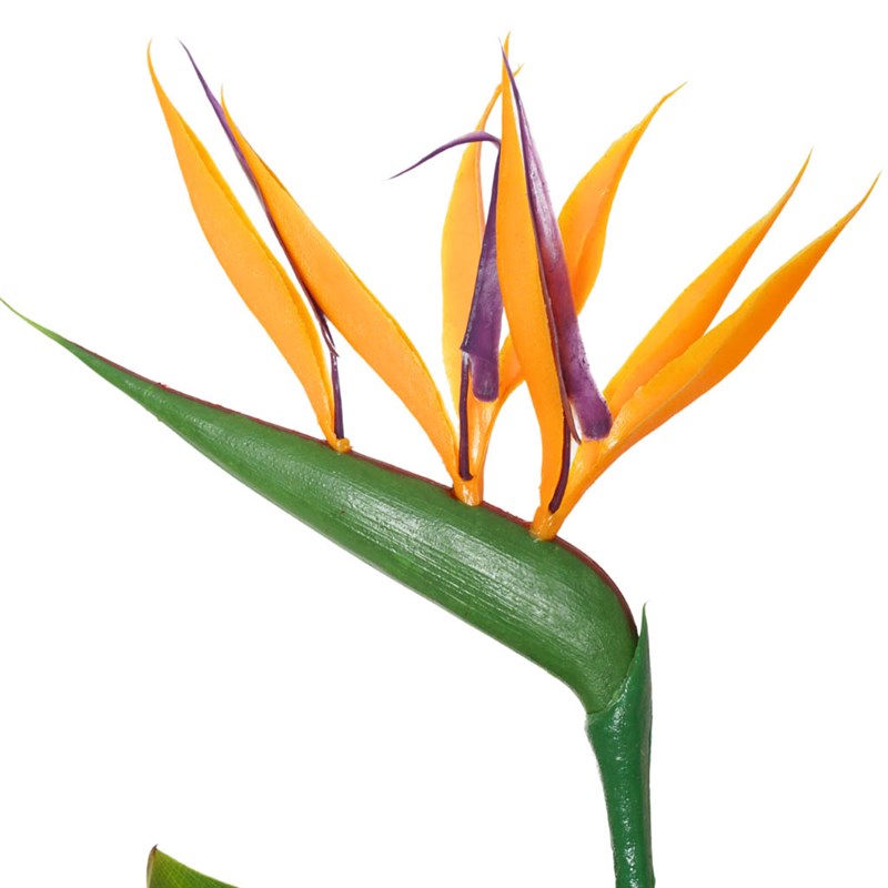 Strelitzia Paradise Gift (Hediye Starliçe)