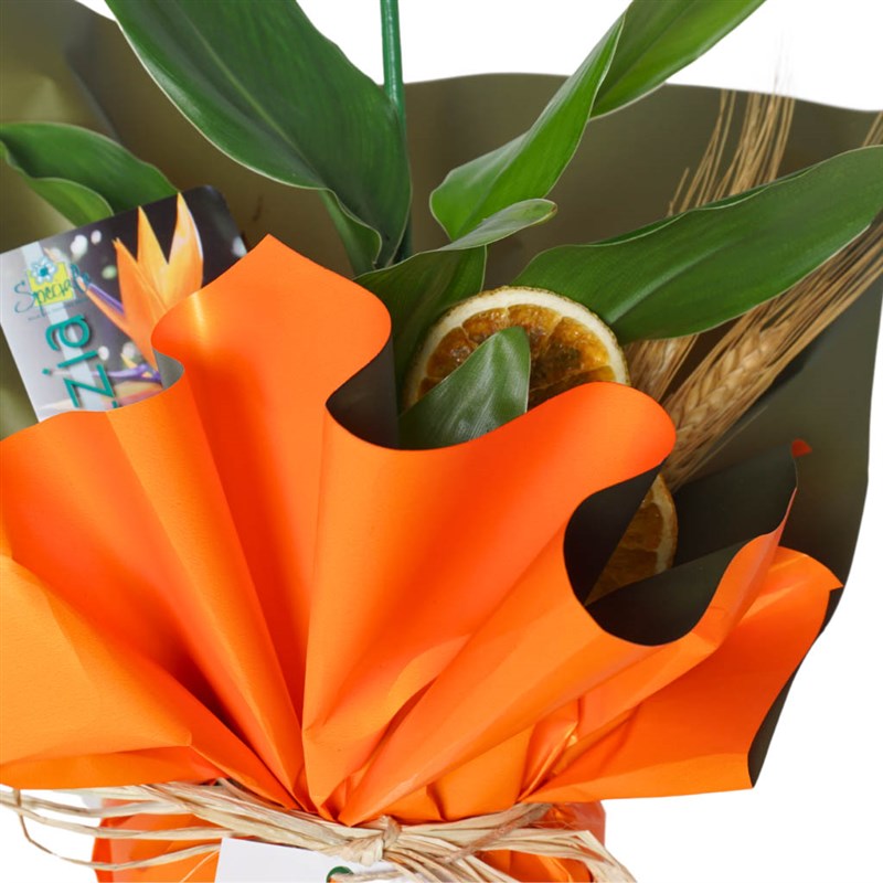 Strelitzia Paradise Gift (Hediye Starliçe)