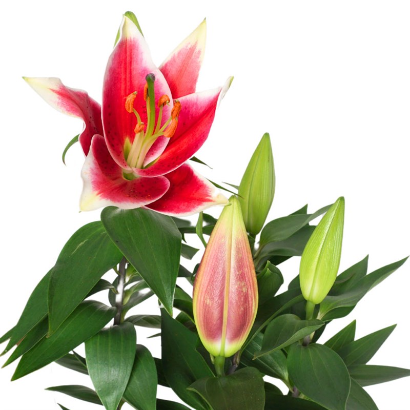 Fragrant Lilies in a Vase