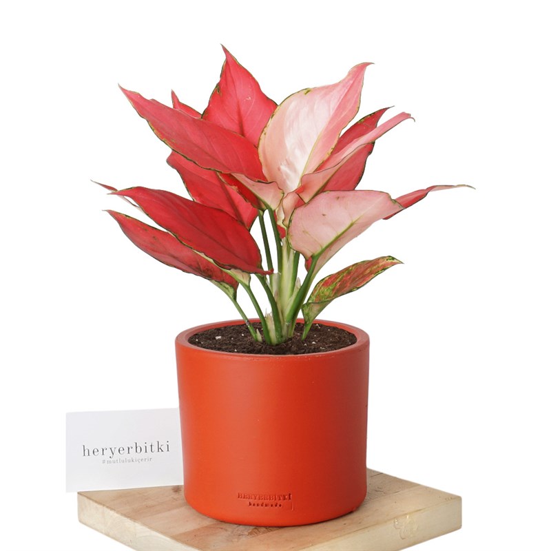 hanging goldfish plant Nematanthus 'Goldfish Plant' – Lost in the Forrest main image 1