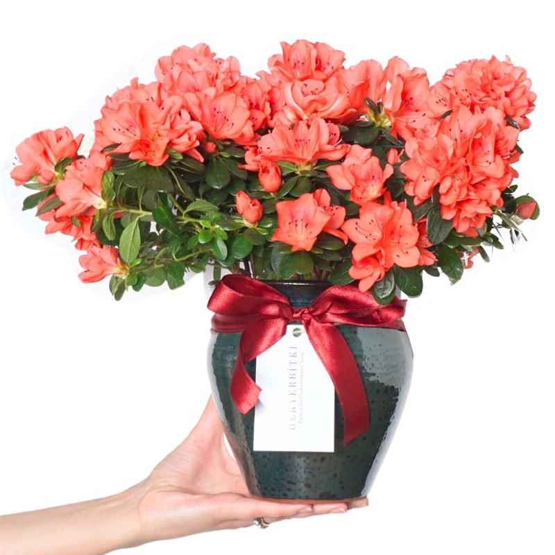 Premium Azalea Flowers in a Vase
