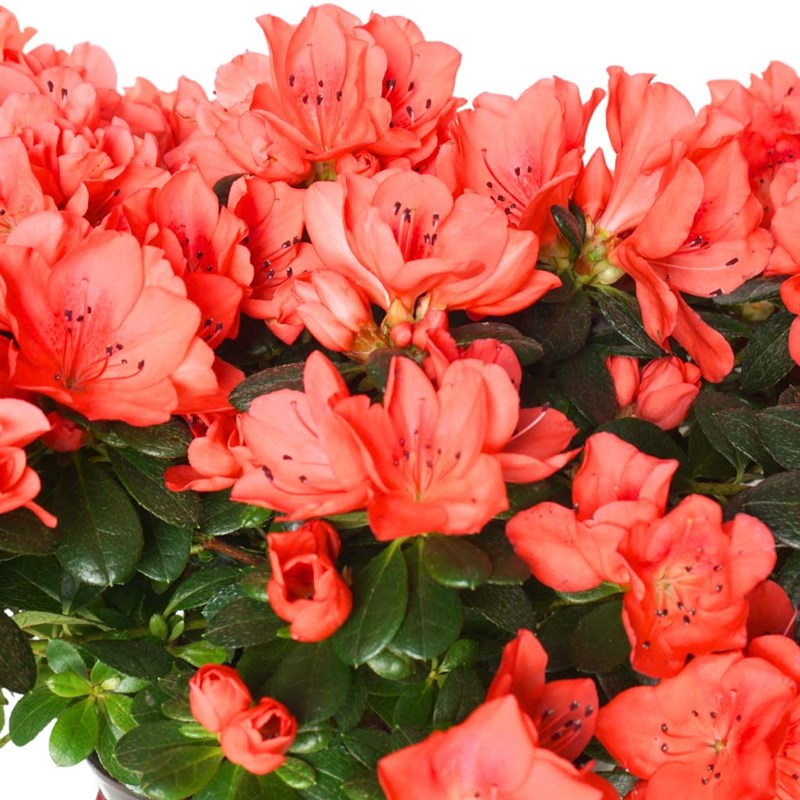 Premium Azalea Flowers in a Vase