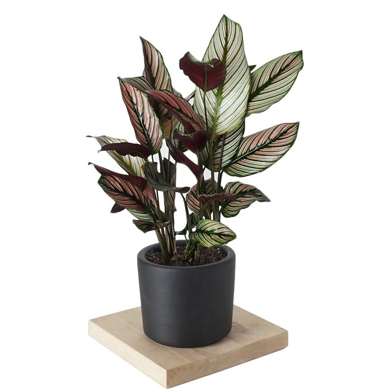 Calathea White Star (Dua Çiçeği)