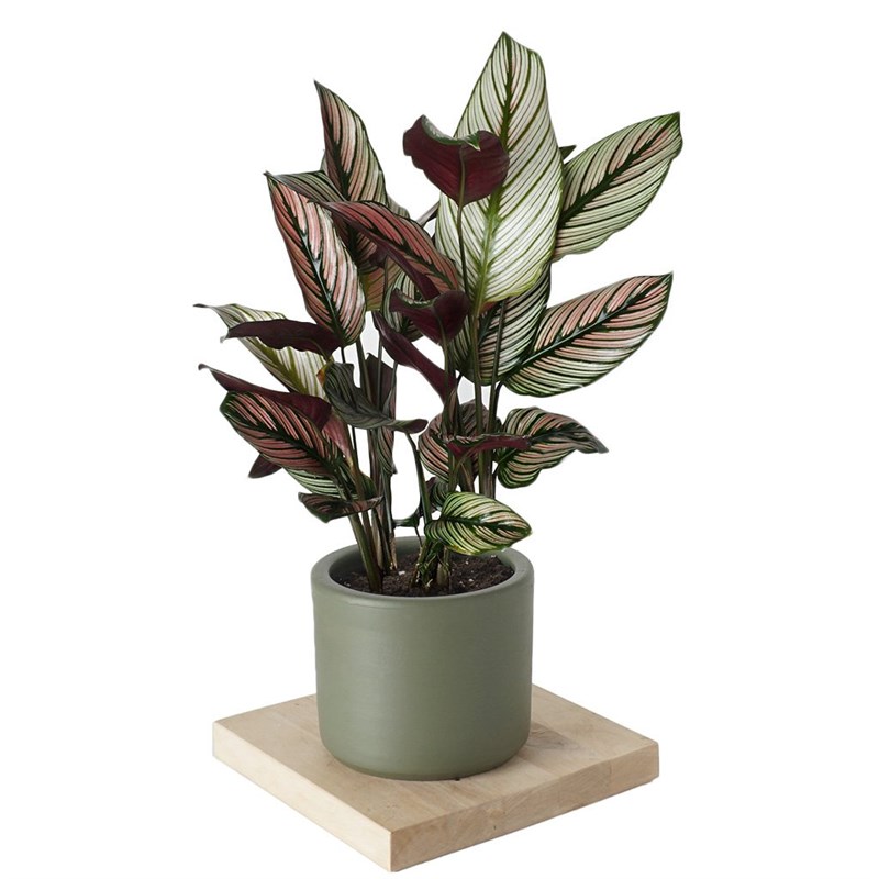 Calathea White Star (Dua Çiçeği)
