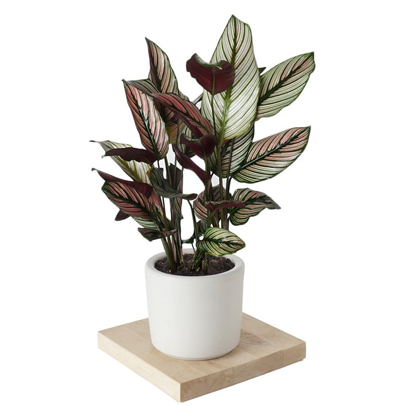 Calathea White Star (Dua Çiçeği)