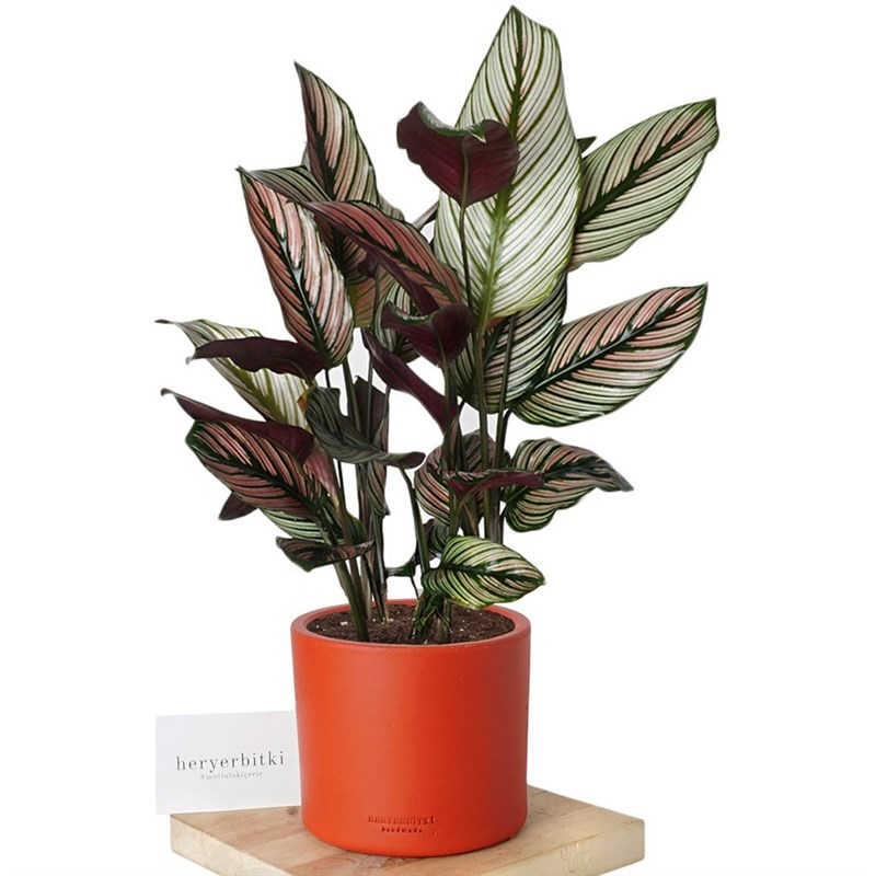 Calathea White Star (Dua Çiçeği)