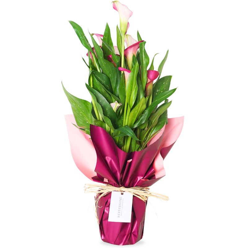 Superior Pink Gala Gift (Pembe Gala Çiçeği)