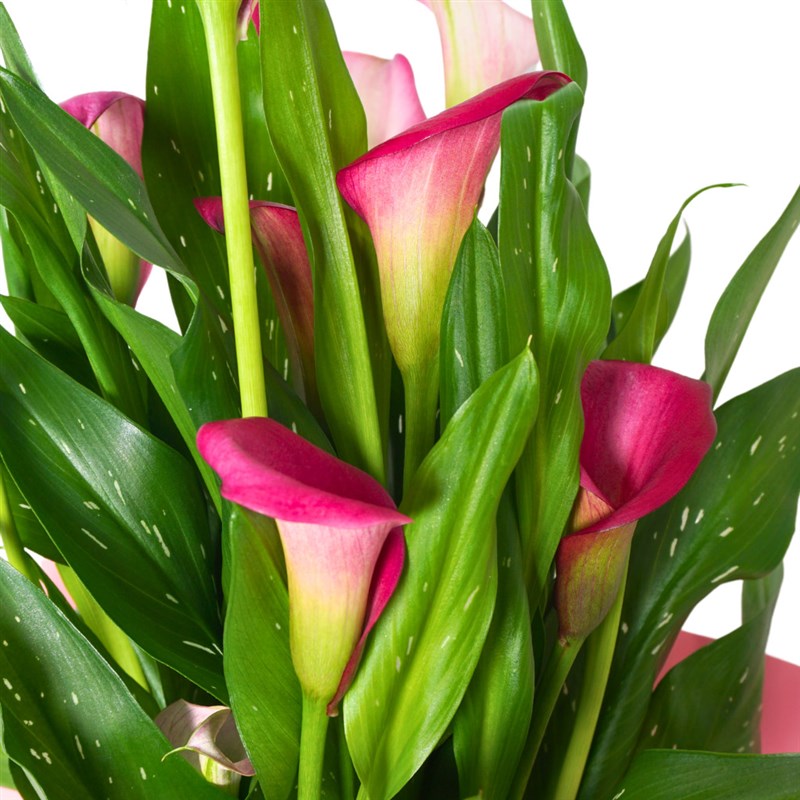 Superior Pink Gala Gift (Pembe Gala Çiçeği)