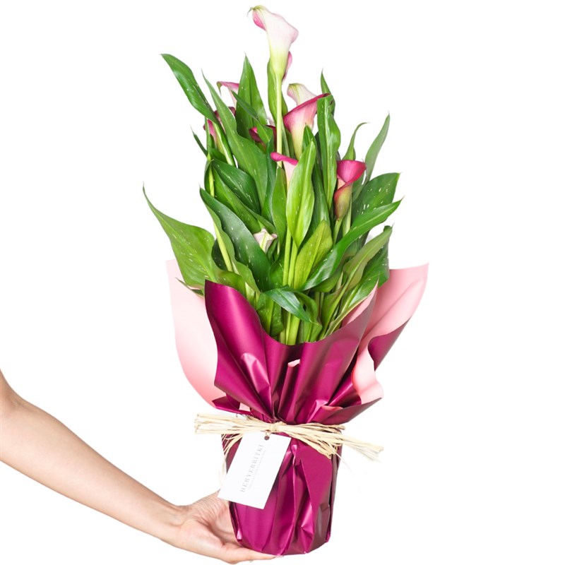 Superior Pink Gala Gift (Pembe Gala Çiçeği)