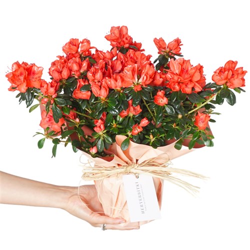 Azalea in Gift Wrapping