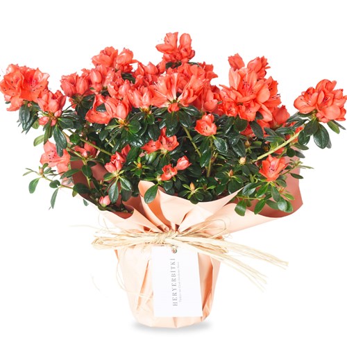 Azalea in Gift Wrapping