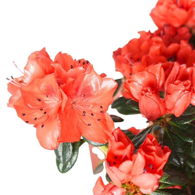 Azalea in Gift Wrapping