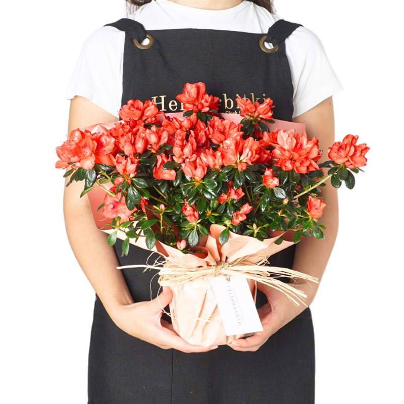 Azalea in Gift Wrapping