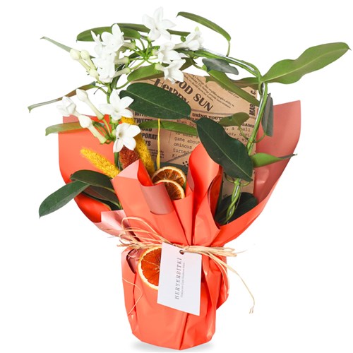 Yasmin Floral Gift (Paketli Yasemin Çiçeği)