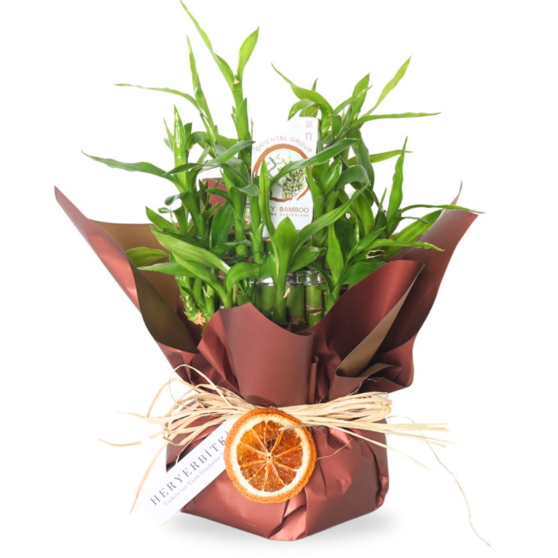 Bambu Çiçeği - Saksılı, Hediye Paketli (Bamboo Gift)